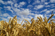 wheat and blue sky wheat and blue sky