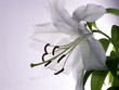 white lily 7 white lily 7