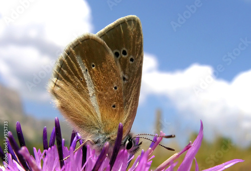 papillon