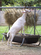 hungry goat