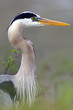 blue heron closeup profile blue heron closeup profile