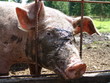 schwein schwein