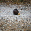 boule1 boule1