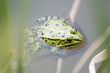 grenouille rainette grenouille rainette