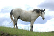 wild horse