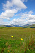 scottish wildflowers scottish wildflowers