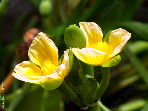 Photo: flower 1 flower 1