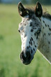 spotted colt
