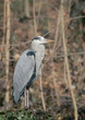 heron cendré
