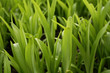 grass 1