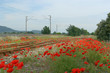 coquelicots et voie ferrée