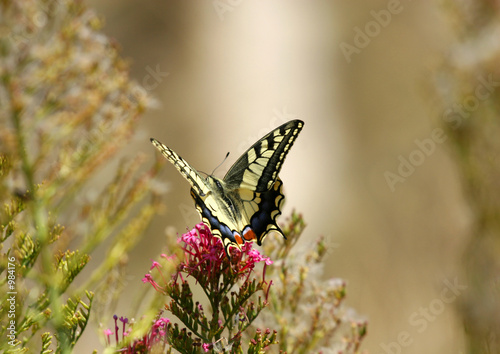 papillon machaon