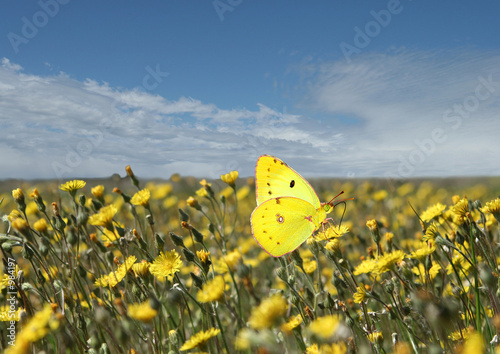 jaune, ton sur ton