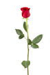 long stem rose