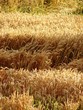 Foto: crops crops