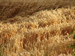 Foto: crops crops