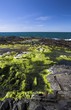 seaweed