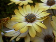 Photo en ligne au meilleur prix fleur2