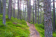 waldweg - wanderweg - weg