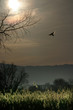 vogel vor wintersonne