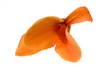 orange flower