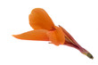 beauty canna