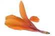 single orange