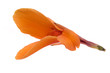 single orange