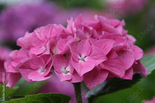 ortensia