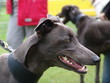 greyhound kopf