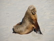 sealion