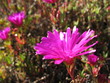 fleur violette fleur violette