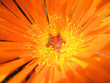 le coeur d'une fleur le coeur d'une fleur
