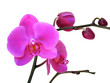 orchidées