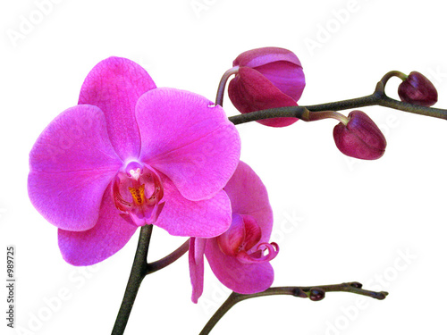 orchidées