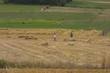 ramassage de la paille