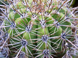 closeup of a cactus