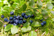 wild bilberries