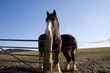 two shire horses