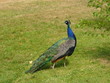toujour elegant toujour elegant