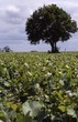 vignes vignes