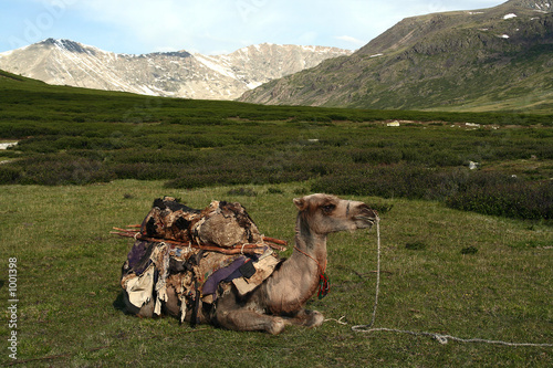 bactrian pack camel
