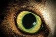 eye of the tiger