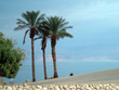 dead sea palm trees