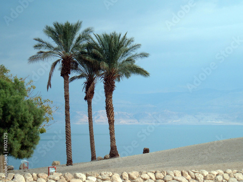 dead sea palm trees dead sea palm trees