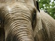elefant