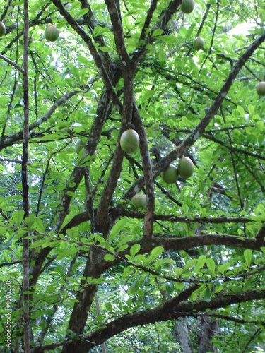 Mora Tree