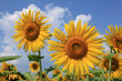 canvas print picture fleurs de tournesol