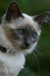 regard bleu regard bleu