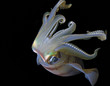squid